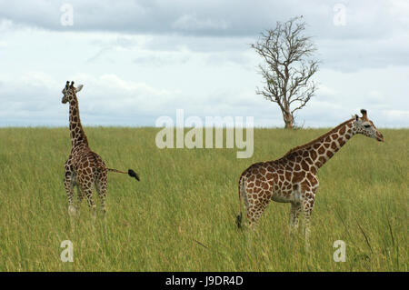 Tier, Afrika, Giraffe, Umgebung, Milieu, Uganda, schön, beauteously, Stockfoto