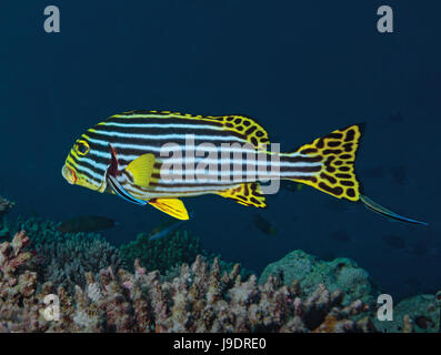 Orientalische Süßlippen, Plectorhinchus Vittatus mit cleaner Wrasse, Ari Atoll, Indischer Ozean, Malediven Stockfoto