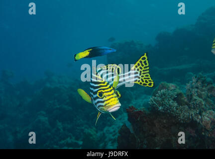 Orientalische Süßlippen, Plectorhinchus Vittatus mit Labroides bicolor, Bicolor Cleaner Wrasse, Indischer Ozean, Malediven, Ari Atoll Stockfoto