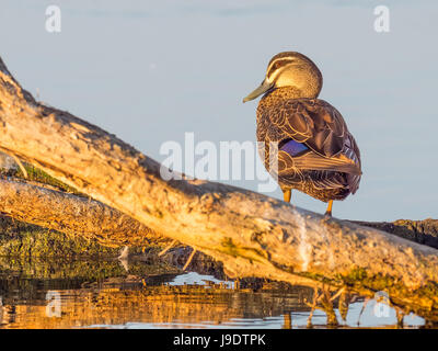 Eine pazifische schwarze Ente (Anas Superciliosa) ruht auf einem Halbüberspülte Baum am See Senn in Perth, Western Australia. Stockfoto