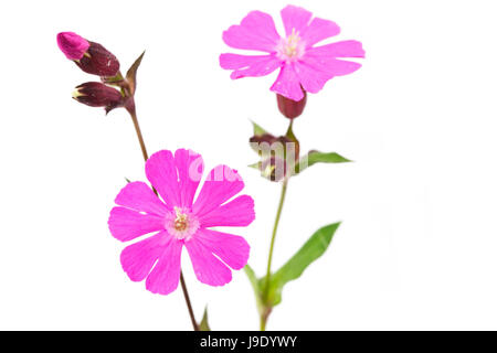 rote Campion (Silene Dioica) Stockfoto