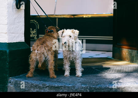 Zwei Hunde an der Leine, warten auf die Besitzer vor einem Geschäft Stockfoto