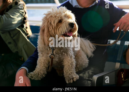 Süße Malteser Hund auf seinem Besitzer Schoß während der Bootsfahrt, Einweichen in der Sonne sitzen Stockfoto