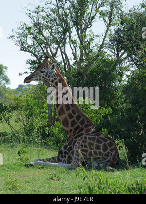 Afrika, Giraffe, Uganda, schön, beauteously, hübsche, Entspannung, Baum, Stockfoto