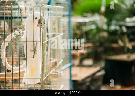 Weiße Kakadu oder Cacatua Alba, auch bekannt als Regenschirm Kakadus. Wilde Vogel im Käfig. Stockfoto