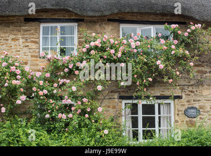 Rosa Kletterrose um ein Ferienhaus in Könige Sutton, Northamptonshire, UK Stockfoto