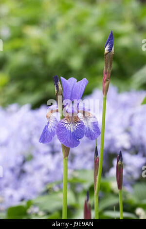 Iris Sibirica "Tropic Night". Sibirische Iris "Tropic Night" Blume Stockfoto