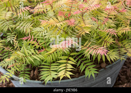 Sorbaria Sorbifolia 'Sem'. Falsche Spiraea. Spiraea Sorbifolia in einem verzinkten Blech Blumenkasten. UK Stockfoto