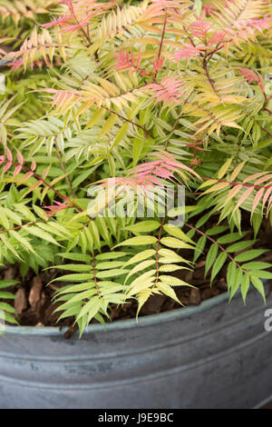 Sorbaria Sorbifolia 'Sem'. Falsche Spiraea. Spiraea Sorbifolia in einem verzinkten Blech Blumenkasten. UK Stockfoto