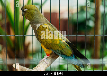 Grabende Papagei oder Cyanoliseus Patagonus. Es ist auch bekannt als die Patagonian Conure und grabende Sittich. Es wird hauptsächlich In Argentinien gefunden. Stockfoto