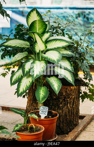 Dieffenbachia Seguine oder Dumbcane, ist eine Art von Dieffenbachia Native nach tropischen Amerika - vom südlichen Mexiko über Mittelamerika bis N Stockfoto