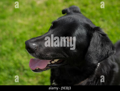 Junger schwarzer Labrador oder Mischling Hund. Stockfoto