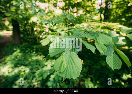 Nahaufnahme des Blattes lässt auf Zweig der Grüne Erle oder Alnus Viridis Baum wächst In sonnigen Frühling Sommer Waldpark. Stockfoto