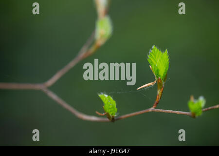 Buche, Rot-Buche, Rotbuche, Fagus Sylvatica, Blätter, Blatt, Blätterdach, wurden, Buchenblatt, Buchenblätter, Rotbuche, Blatt, Blätter Stockfoto