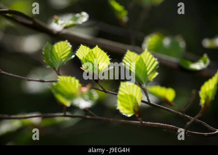 Buche, Rot-Buche, Rotbuche, Fagus Sylvatica, Blätter, Blatt, Blätterdach, wurden, Buchenblatt, Buchenblätter, Rotbuche, Blatt, Blätter Stockfoto