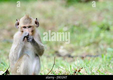 Krabbe-Essen Makaken (Macaca Fascicularis) oder Long-tailed Macaque Tier suchen Sie direkt in die Kamera während der Fütterung in der lokalen Park in Thailand Stockfoto