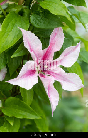 Einzelne Blume von Hardy, Sommerblüher, Kletterer, Clematis "Pink Fantasy" Stockfoto