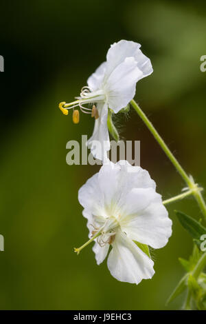 Nahaufnahme von den kleinen weißen Blüten der weißen Form der düsteren Storchschnabel, Geranium Phaeum 'Album' Stockfoto