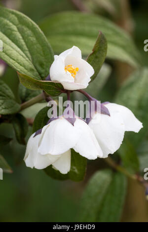Schließen Sie die Blumen der duftenden Mock Orange, Philadelphus Delavayi var. Melanocalyx upof Stockfoto