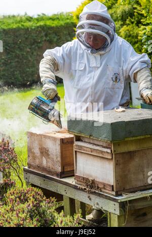 Imker mit Smoker, um Bienenvolk vor der Inspektion, Norfolk, England, Mai zu befrieden. Stockfoto