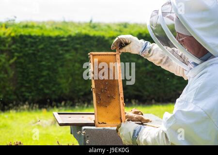 Imker Honig super auf einem nationalen Stil Bienenkorb, Norfolk, England, Mai Inspektion Stockfoto