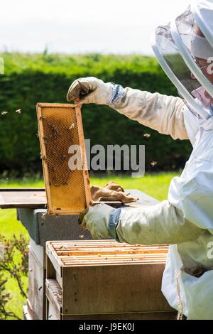 Imker Honig super auf einem nationalen Stil Bienenkorb, Norfolk, England, Mai Inspektion Stockfoto