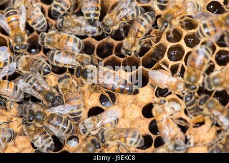 Honig Biene Kolonie, die Bienenkönigin & weibliche Arbeiterinnen auf Brutraum Kamm. Stockfoto