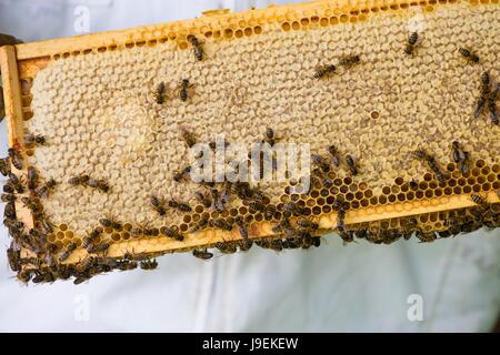 Imker Honig super auf einem nationalen Stil Bienenkorb, Norfolk, England, Mai Inspektion Stockfoto