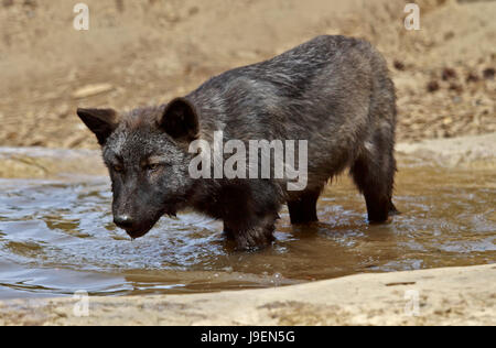 Graue würde Juvenile (Canis Lupus) Stockfoto