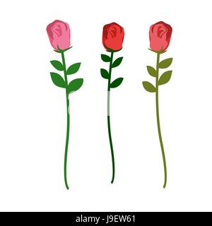 Satz von drei Rosen in verschiedenen Farben auf weißem Hintergrund. Vektor-Illustration von Blumen Stock Vektor
