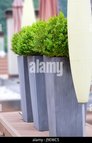 Dekorative Sträucher in metallischen Blumentöpfe auf der Hotelterrasse. Stockfoto