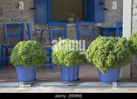 Café und griechische Basilikum, Vathy, Meganisi, Griechenland Stockfoto