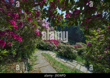 Trivero (Vc), Oasi Zegna, Rododendri Himalajano (Rhododendron Arboreum). Trivero, Oasi Zegna, Rhododendron Himalaya Stockfoto