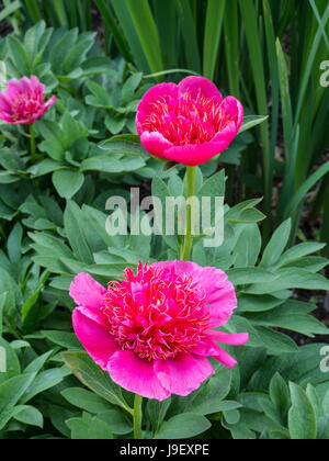 Nahaufnahme von zwei Blumen von Paeonia Anemoniflora rosea Stockfoto