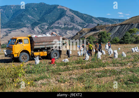 Ernte und Laden von Kartoffeln auf einem LKW, Atskuri, Samzche-Dschawacheti Region, Georgien Stockfoto