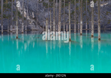 Getrockneten Stämme der Picea Schrenkiana zeigen aus Wasser in Kaindy See auch bekannt als Birke Baum oder untergetauchte Wald, Tien Shan-Gebirge, Kasachisch Stockfoto