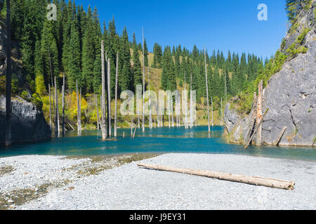 Getrockneten Stämme der Picea Schrenkiana zeigen aus Wasser in Kaindy See auch bekannt als Birke Baum oder untergetauchte Wald, Tien Shan-Gebirge, Kasachisch Stockfoto