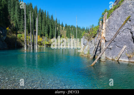 Getrockneten Stämme der Picea Schrenkiana zeigen aus Wasser in Kaindy See auch bekannt als Birke Baum oder untergetauchte Wald, Tien Shan-Gebirge, Kasachisch Stockfoto