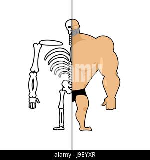 menschlichen Struktur. Skeleton Männer. Anatomie-Bodybuilder. Bau des Athleten. Knochen und Schädel. Athlet inneren Organe. Menschliche Knochensystem Stock Vektor