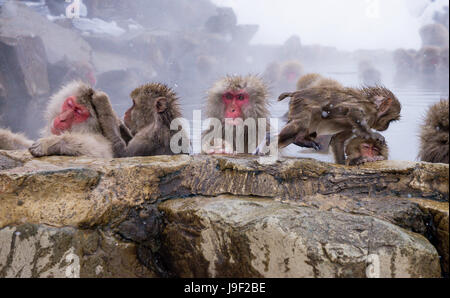 Japanische Schnee Stockfoto