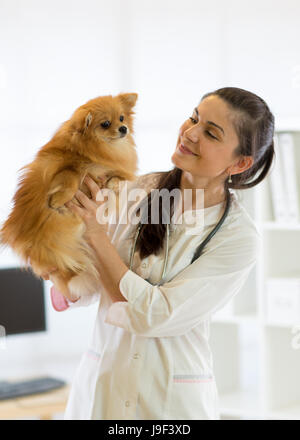 der Tierarzt hält die Hunderassen Spitz Stockfoto