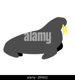 Walross isoliert. Dichtung auf weißem Hintergrund. Wilde Tiere Nordpol. Tier in der Arktis und Antarktis Stock Vektor