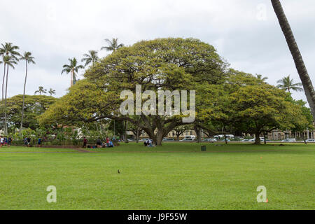 Affe Pod Baum auf der Insel Oahu, Hawaii. Obdachlose camping unter Baum. Stockfoto