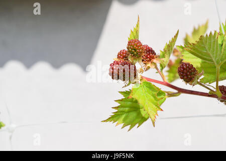 Brombeeren auf der Pflanze noch nicht reif Stockfoto