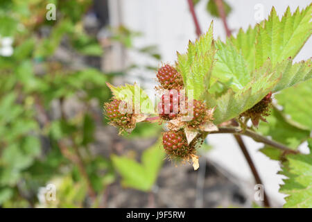 Brombeeren auf der Pflanze noch nicht reif Stockfoto