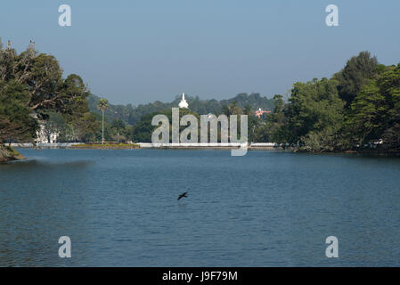 Ein Vogel fliegt über den See im Zentrum von der Stadt Kandy, Sri Lanka Stockfoto