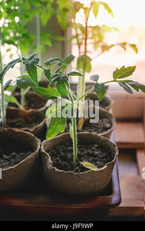 Tomaten-Sämling wächst in einem Container auf dem Fenster an der Ausgrabung des Bodens bei Sonnenuntergang. Die vertikalen Rahmen. Stockfoto