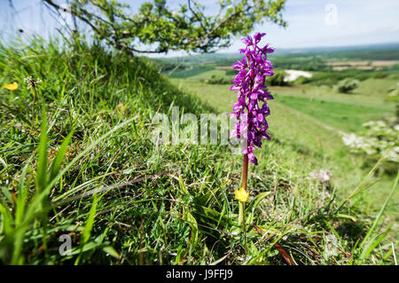 Frühe lila Orchidee wachsen auf den South Downs in West Sussex Stockfoto