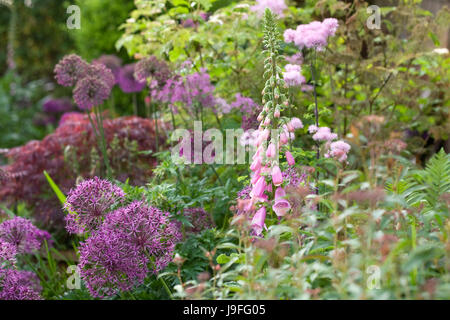 Fingerhut und Alliums in einen Bauerngarten. Stockfoto
