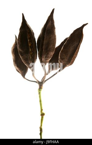 in der Nähe, Makro, Nahaufnahme, Makro-Aufnahme, Nahaufnahme, Detail, innen, Stockfoto